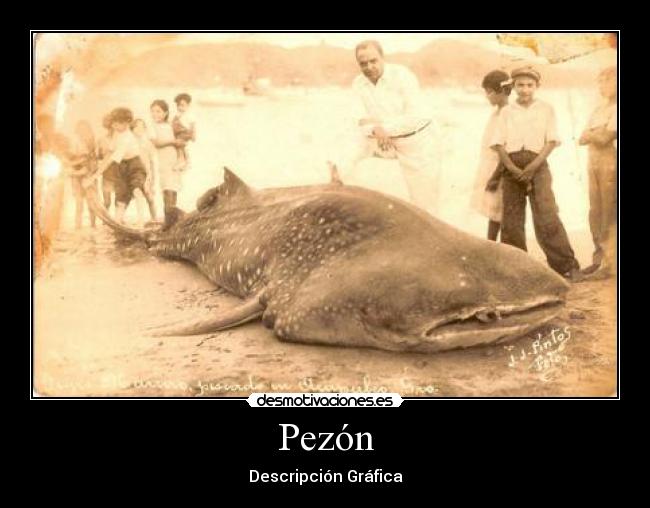 Pezón -