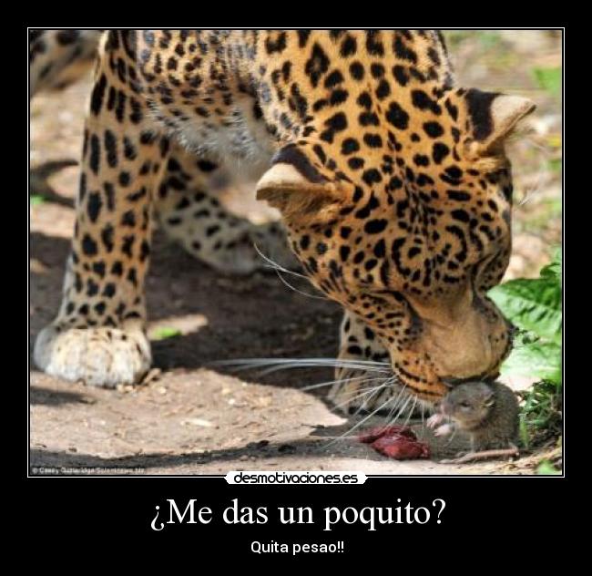 ¿Me das un poquito? - Quita pesao!!