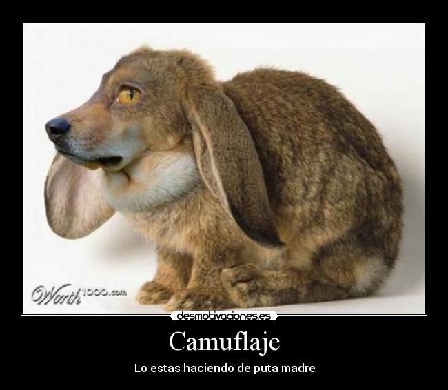 Camuflaje -