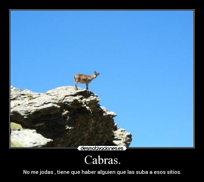 Cabras. - No me jodas , tiene que haber alguien que las suba a esos sitios.