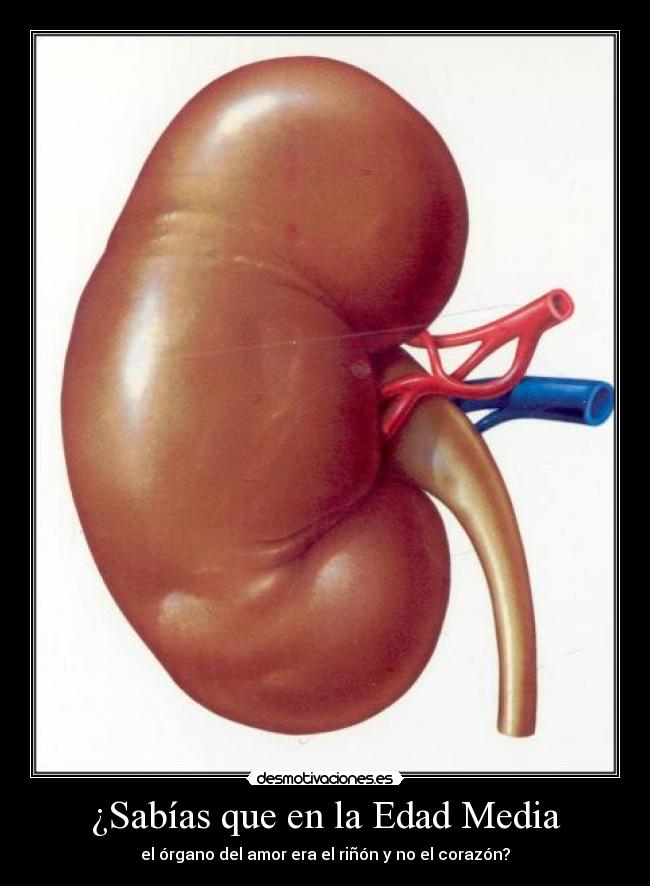 ¿Sabías que en la Edad Media - el órgano del amor era el riñón y no el corazón?