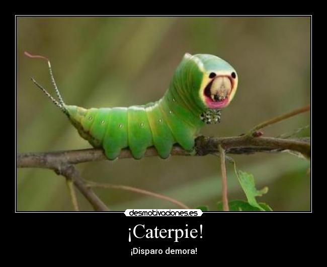 ¡Caterpie! - 