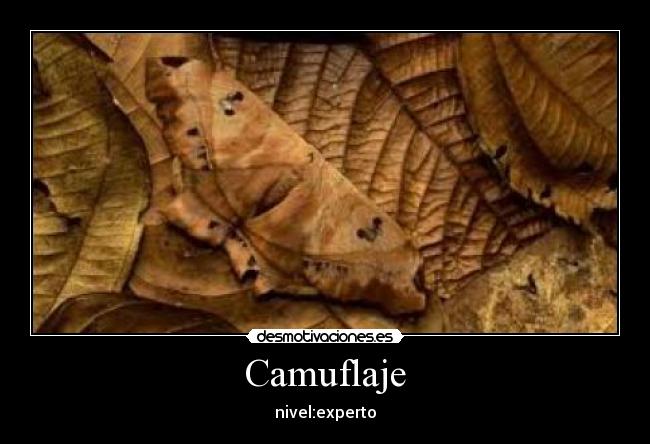 Camuflaje -