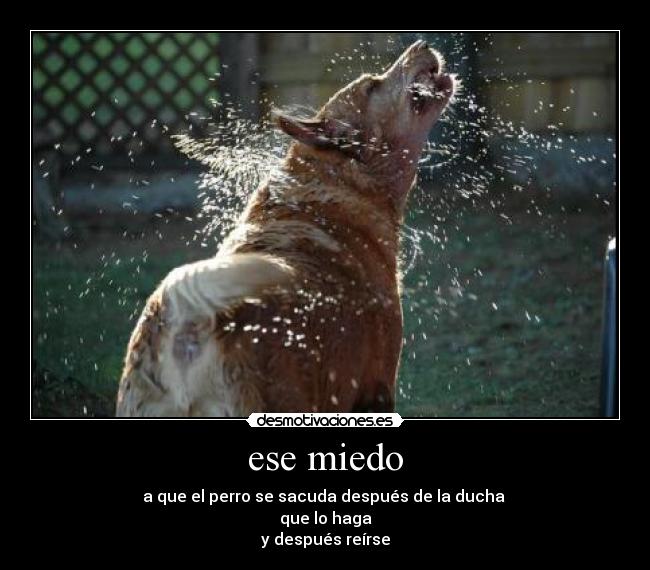 ese miedo - a que el perro se sacuda después de la ducha
que lo haga
y después reírse