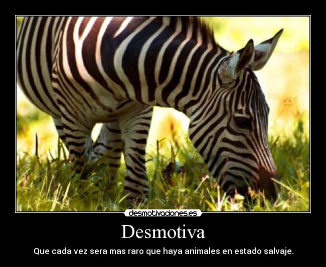 carteles laura desmotivaciones