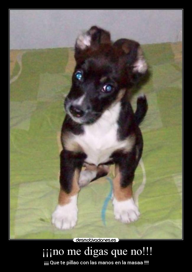 ¡¡¡no me digas que no!!! - 