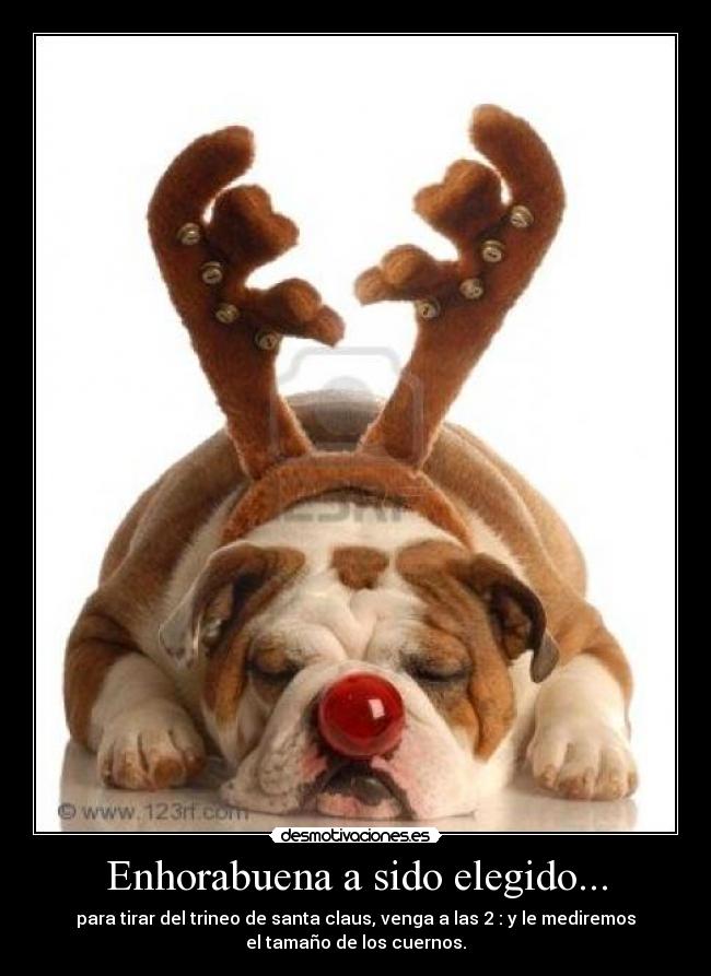 Enhorabuena a sido elegido... - para tirar del trineo de santa claus, venga a las 2 : y le mediremos
el tamaño de los cuernos.