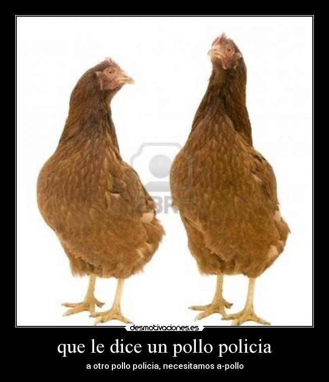 que le dice un pollo policia - 