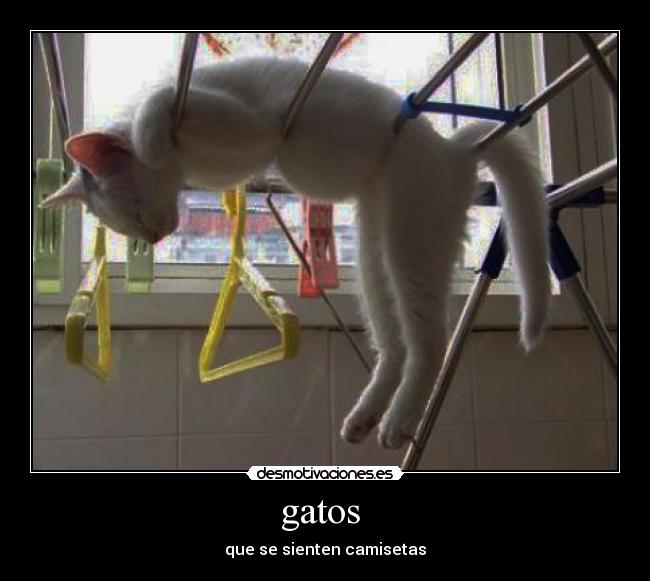 gatos -