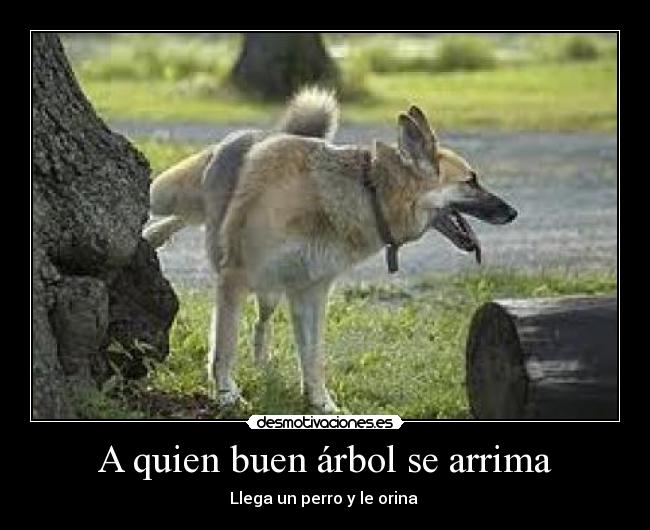 A quien buen árbol se arrima - Llega un perro y le orina 