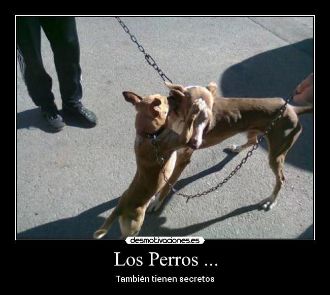 Los Perros ... - También tienen secretos