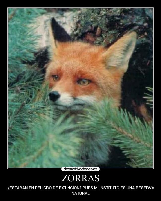 ZORRAS -