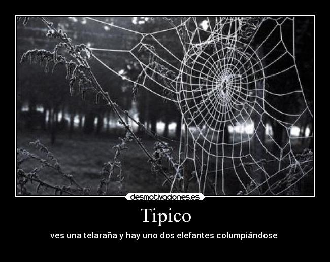 Tipico - 