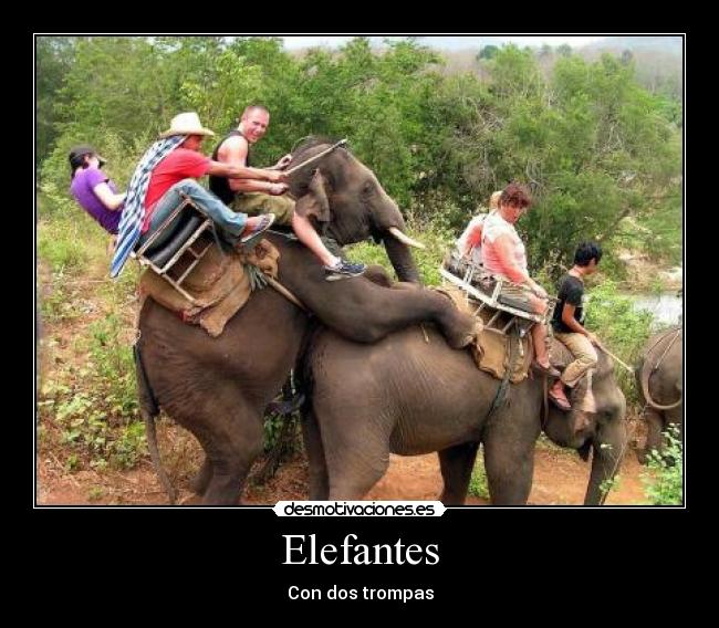 Elefantes - 