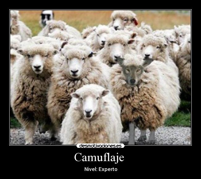 Camuflaje  - 