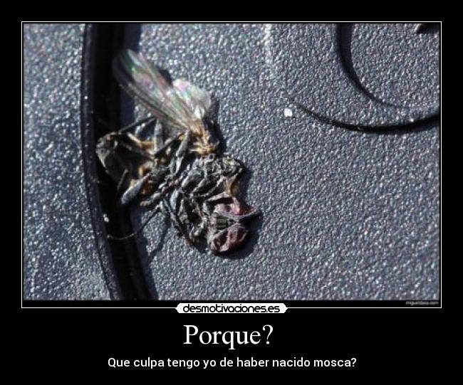 Porque? - Que culpa tengo yo de haber nacido mosca?