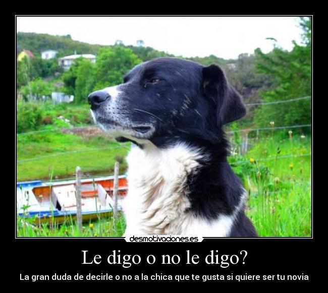 carteles perros desmotivaciones