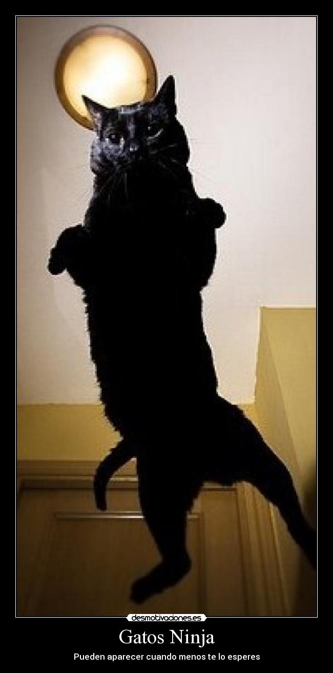 Gatos Ninja - Pueden aparecer cuando menos te lo esperes