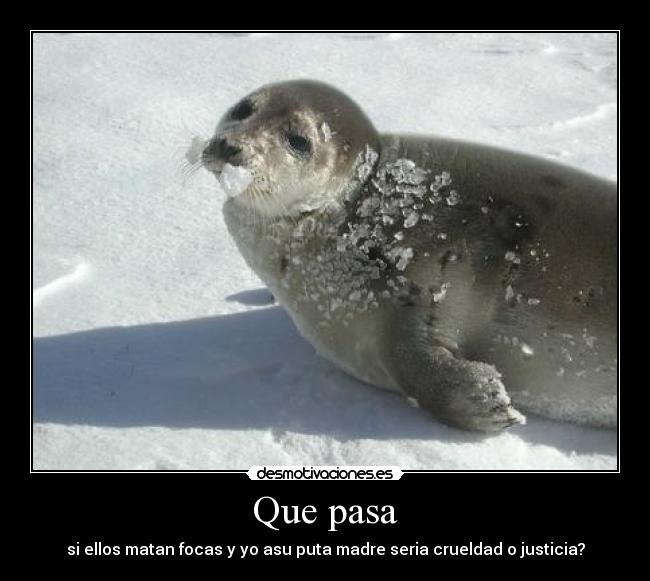 Que pasa - si ellos matan focas y yo asu puta madre seria crueldad o justicia?