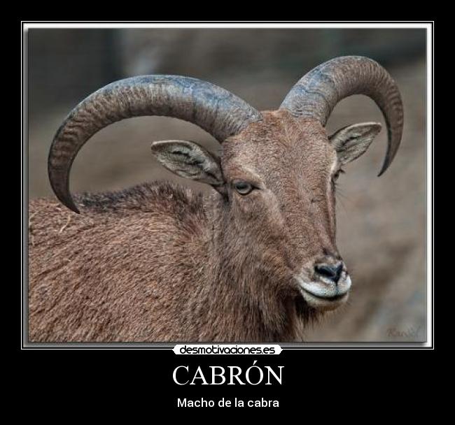 CABRÓN - 