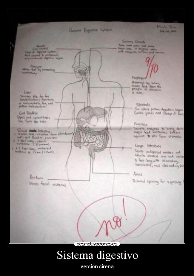 Sistema digestivo - versión sirena