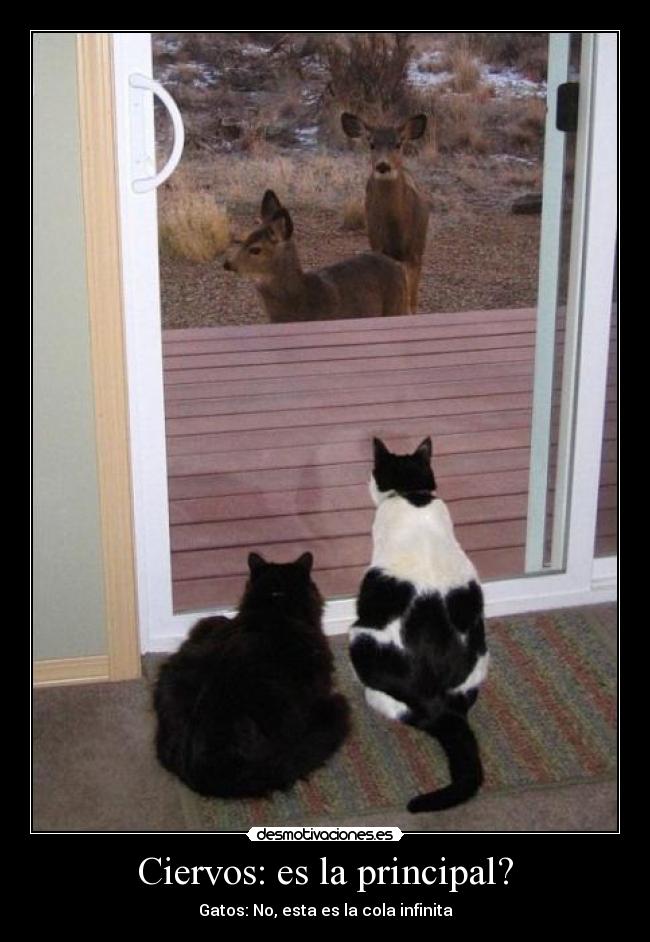 Ciervos: es la principal? - Gatos: No, esta es la cola infinita
