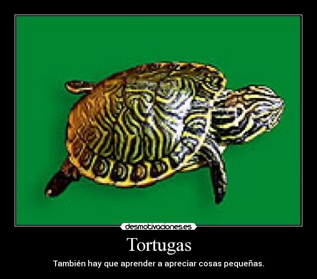Tortugas -