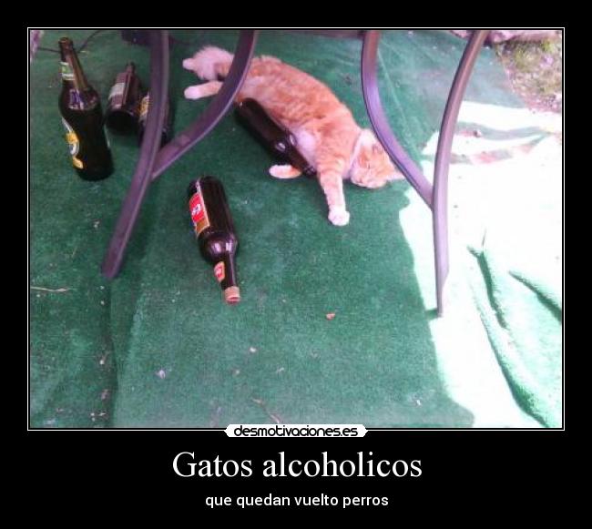 Gatos alcoholicos - que quedan vuelto perros