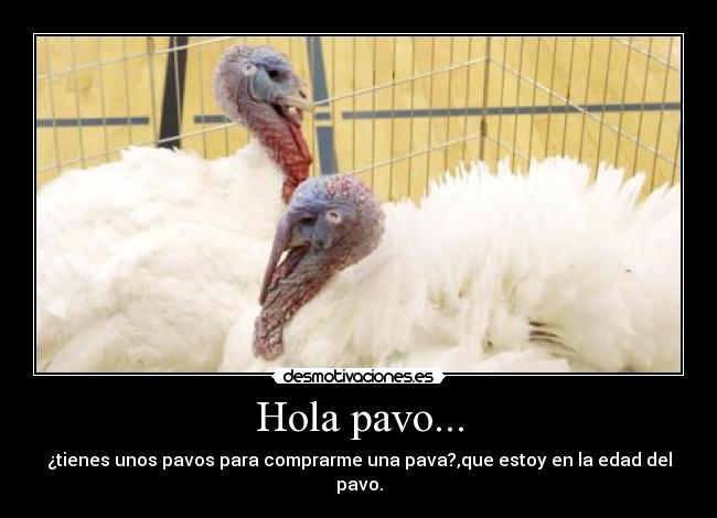 Hola pavo... - ¿tienes unos pavos para comprarme una pava?,que estoy en la edad del pavo.