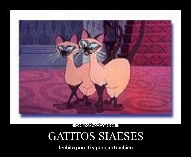 GATITOS SIAESES - lechita para ti y para mí también