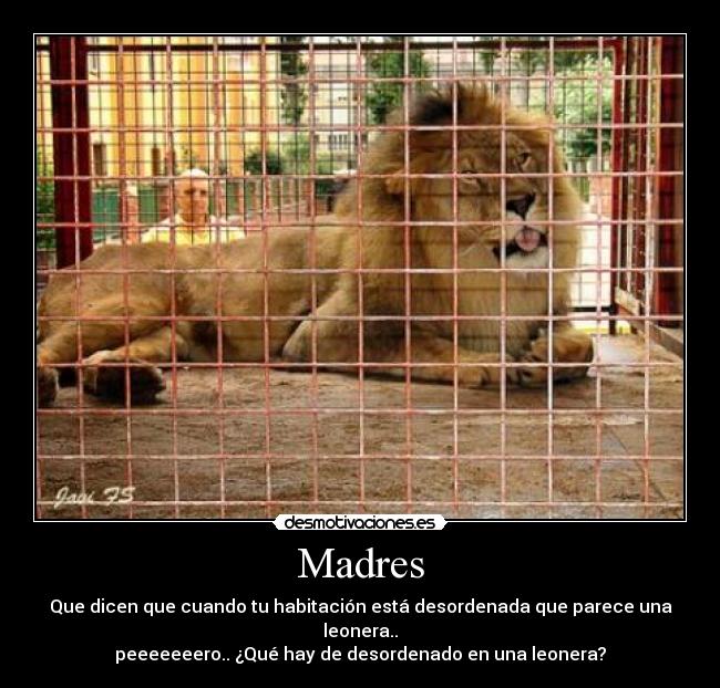 Madres - Que dicen que cuando tu habitación está desordenada que parece una leonera..
peeeeeeero.. ¿Qué hay de desordenado en una leonera?
