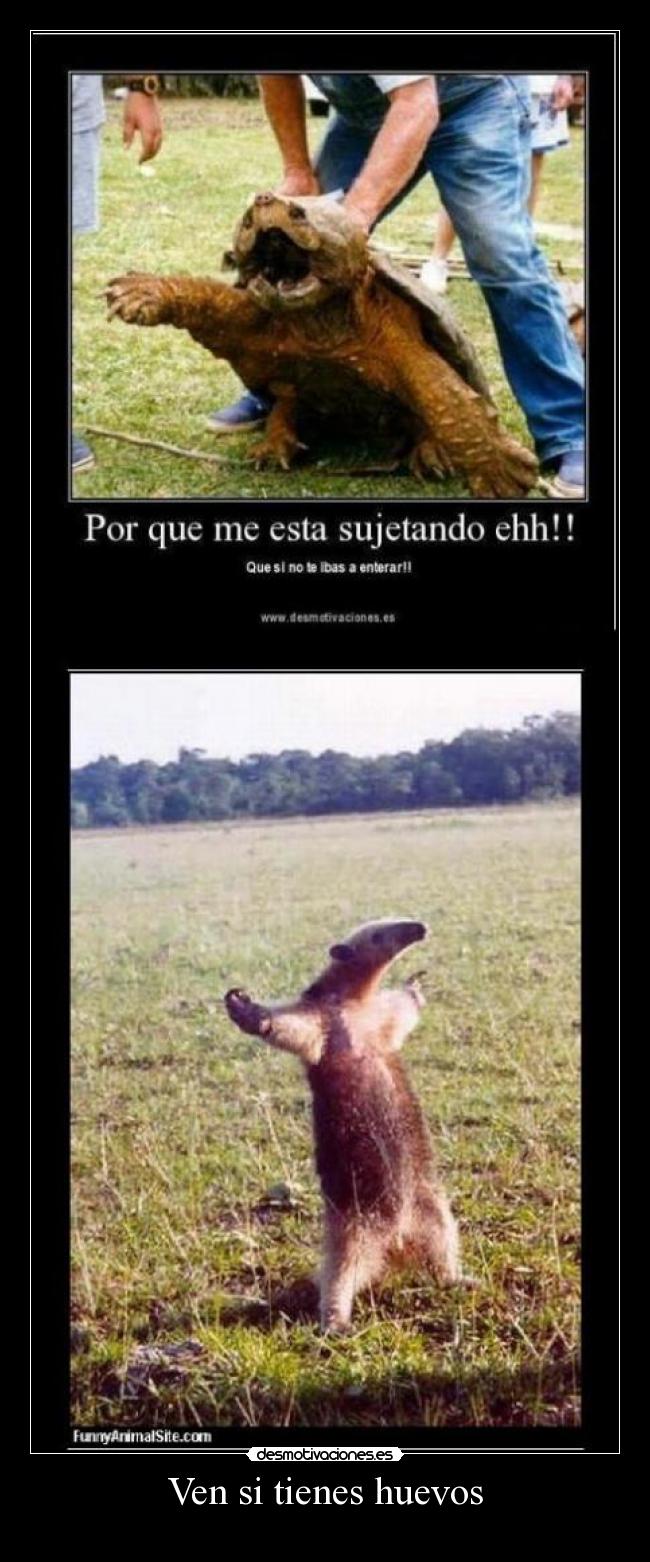 Ven si tienes huevos -