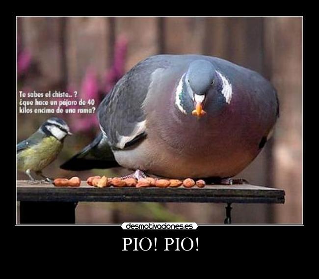 PIO! PIO! -