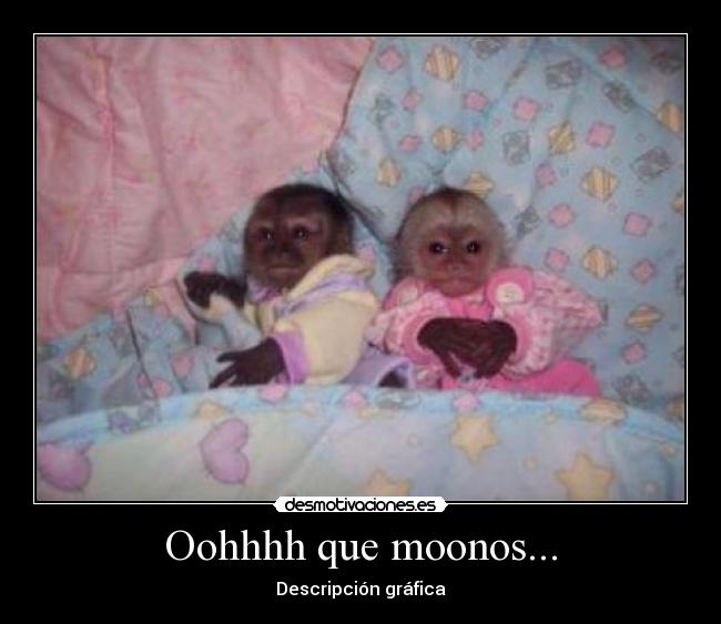 Oohhhh que moonos... - Descripción gráfica