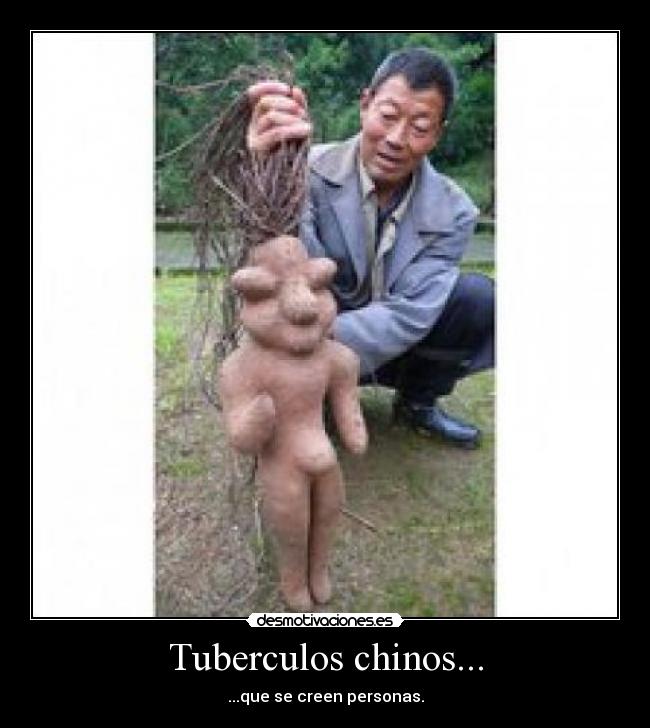 Tuberculos chinos... - ...que se creen personas.