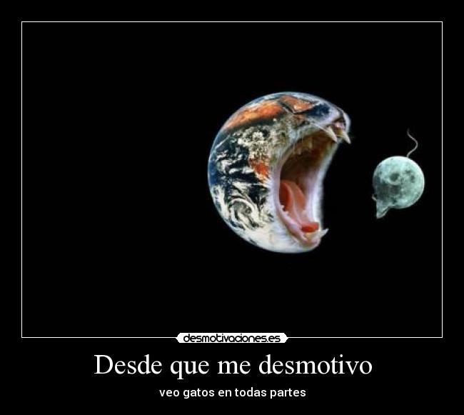 Desde que me desmotivo - veo gatos en todas partes