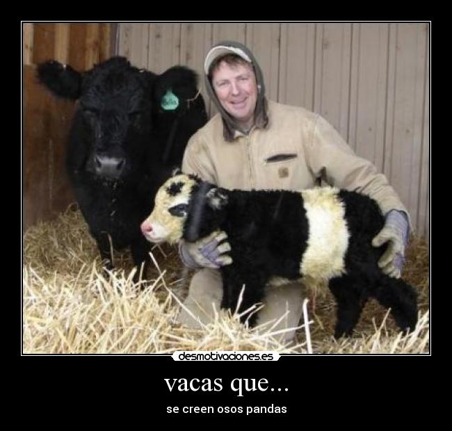 vacas que... - se creen osos pandas