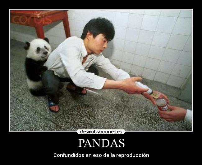 carteles pandas reproduccion desmotivaciones