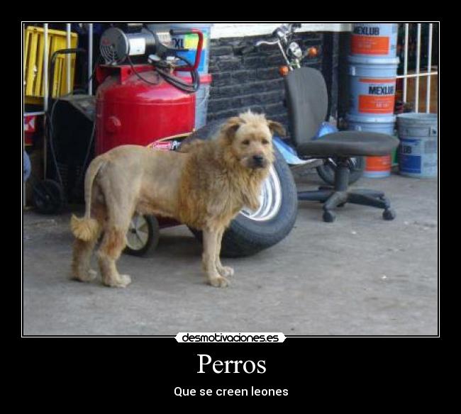 Perros -
