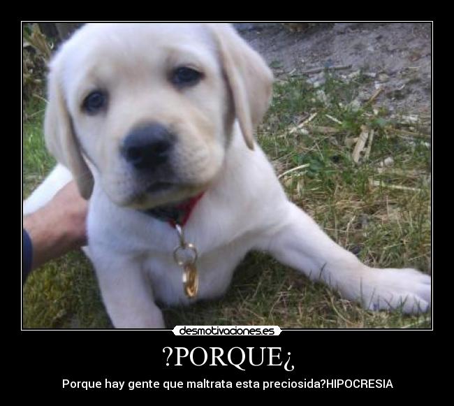 ?PORQUE¿ - Porque hay gente que maltrata esta preciosida?HIPOCRESIA