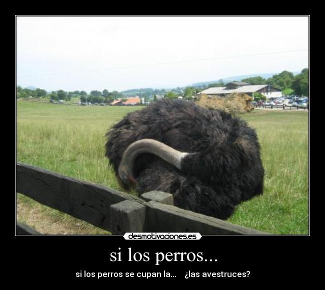si los perros... - si los perros se cupan la...    ¿las avestruces?