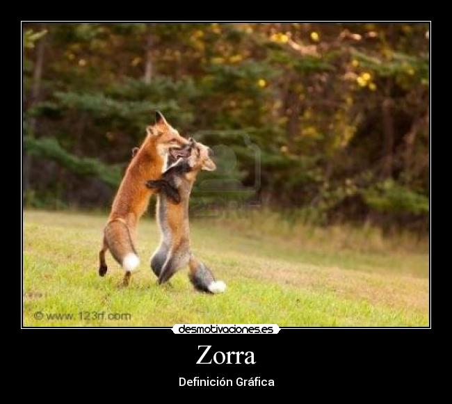 Zorra - Definición Gráfica