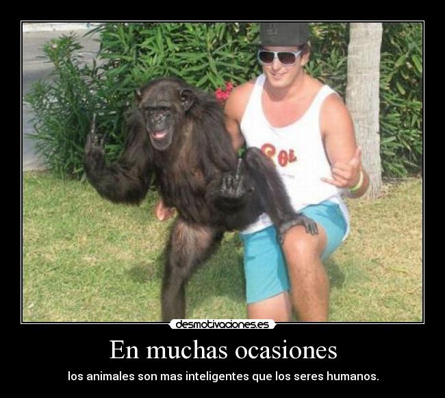 En muchas ocasiones - los animales son mas inteligentes que los seres humanos.