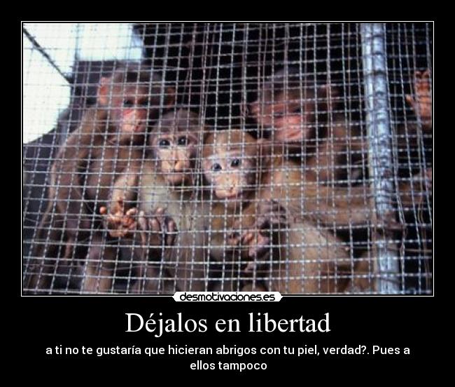Déjalos en libertad - 