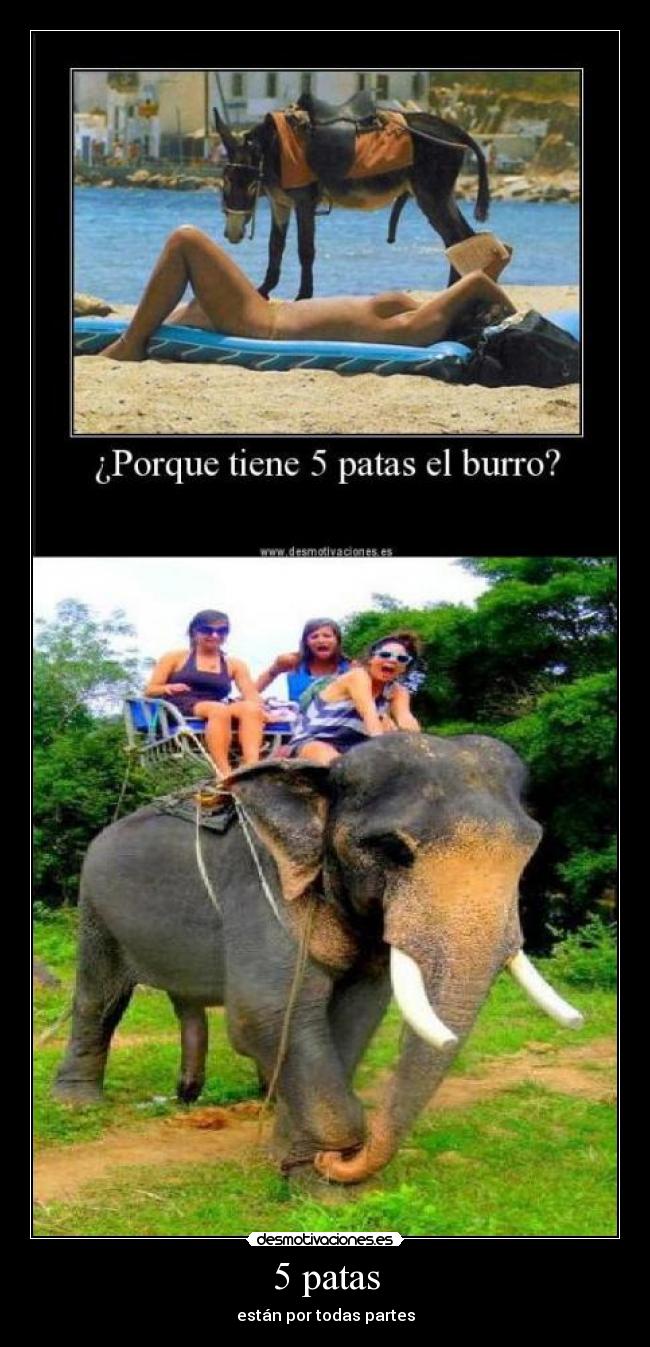 5 patas - están por todas partes
