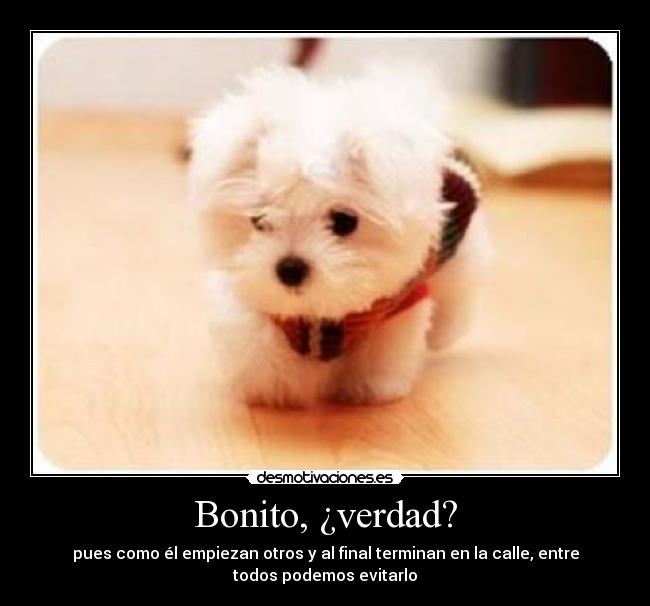 Bonito, ¿verdad? - pues como él empiezan otros y al final terminan en la calle, entre
todos podemos evitarlo