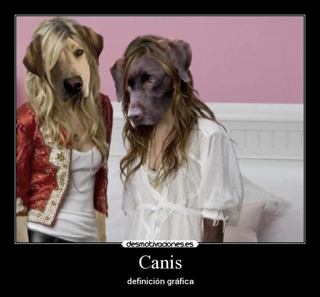 Canis - 