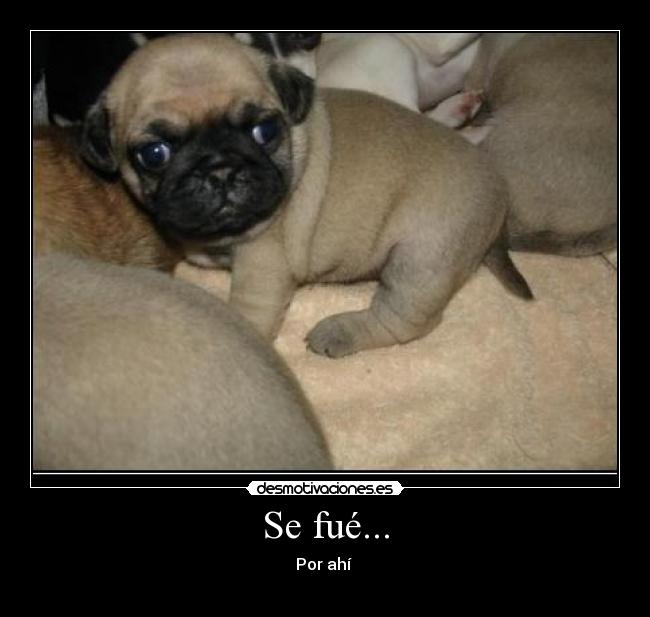 Se fué... - 
