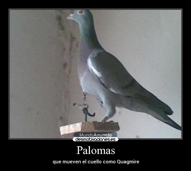 Palomas -