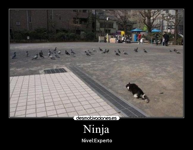 Ninja -